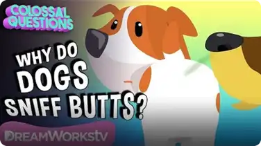 Why Do Dogs Sniff Butts? | COLOSSAL QUESTIONS book