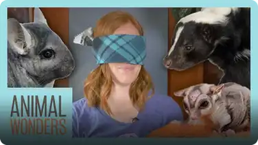 Blindfolds, Animals, and Games! book