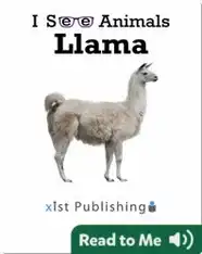 I See Animals: Llama