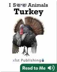 I See Animals: Turkey