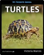 My Favorite Animal: Turtles