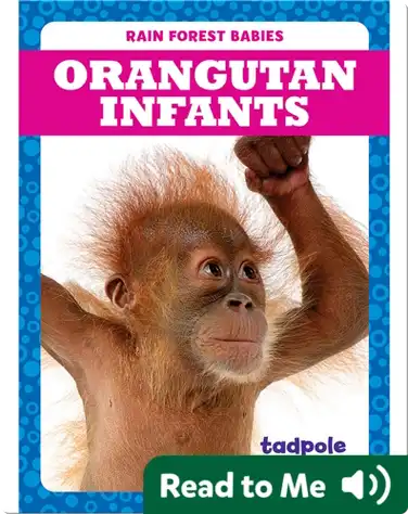 Rain Forest Babies: Orangutan Infants book