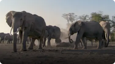 BBC Life: Elephants book