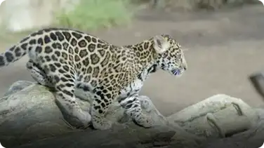 Rambunctious Jaguar Cub Plays with Mom at San Diego Zoo book