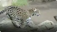 Rambunctious Jaguar Cub Plays with Mom at San Diego Zoo