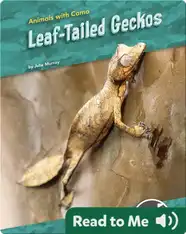 Animals With Camo: Leaf-Tailed Geckos
