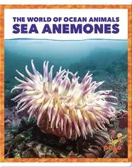 The World of Ocean Animals: Sea Anemones
