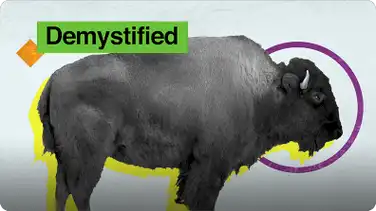 Demystified: How are Buffalo and Bison Different? book