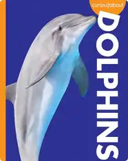 Curious About Dolphins