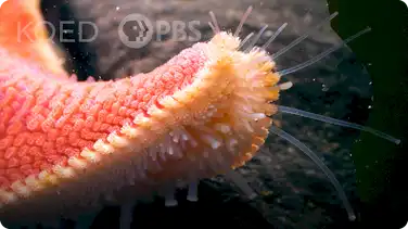 Deep Look: Ever Seen a Starfish Gallop? book