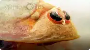 Deep Look: Tadpole Shrimp Are Coming For Your Rice