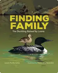 Finding Family: The Duckling Raised by Loons