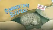 Summertime Sleepers