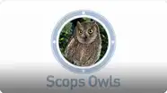 Amazing Animals: Scops Owls