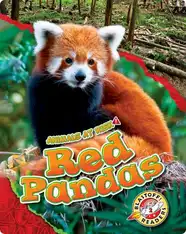 Red Pandas