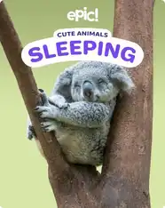 Cute Animals: Sleeping