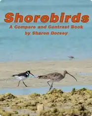 Shorebirds: A Compare and Contrast Book