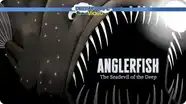 Anglerfish 