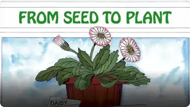 From Seed to Plant book