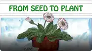 From Seed to Plant