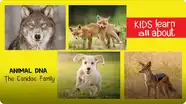 Animal DNA - The Canidae Family