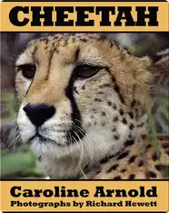 Cheetah