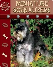 Eye To Eye With Dogs: Miniature Schnauzers