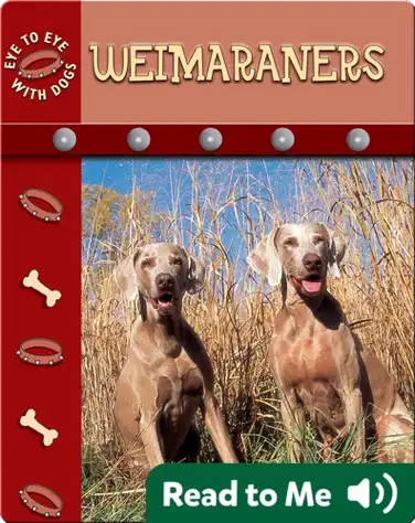Eye To Eye With Dogs: Weimaraners book