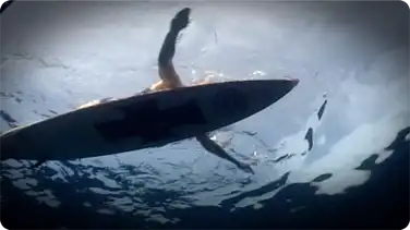 Shark Attacks book