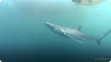 Blue Sharks book