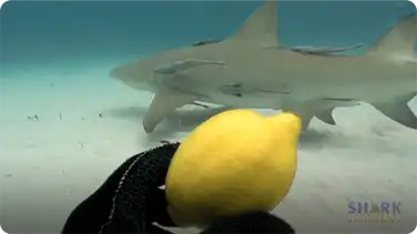 Lemon Sharks book