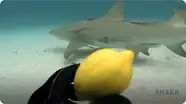 Lemon Sharks