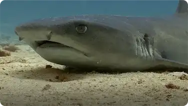 Whitetip Reef Sharks book