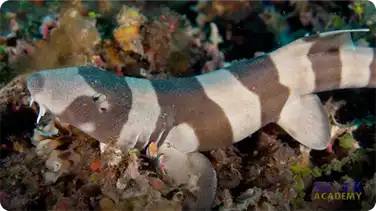 Longtail Carpet Sharks book