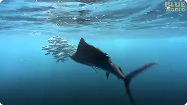 Sailfish attacking Bait Ball! book