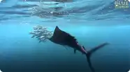 Sailfish attacking Bait Ball!