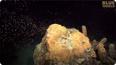 Incredible coral spawning footage! book