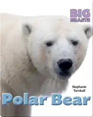 Polar Bear