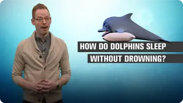 How Do Dolphins Sleep Without Drowning? book