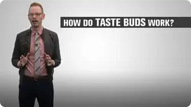How Do Taste Buds Work? book