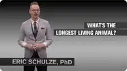 What’s the Oldest Animal?