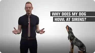 Why Does My Dog Howl at Sirens? book