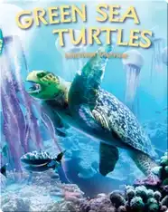 Green Sea Turtles