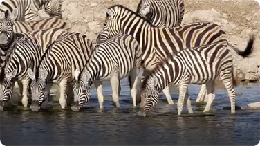 Did You Know: Zebras book