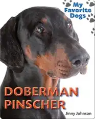 Doberman Pinscher