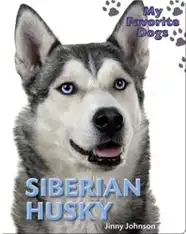 Siberian Husky