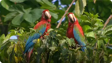 Zoology - The Magnificent Macaw book