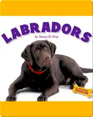 Labradors