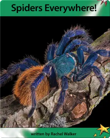 Spiders Everywhere! book