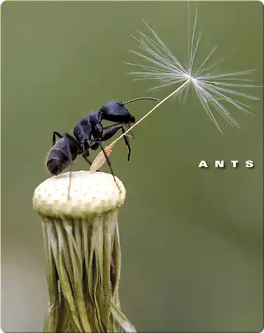 Ants book